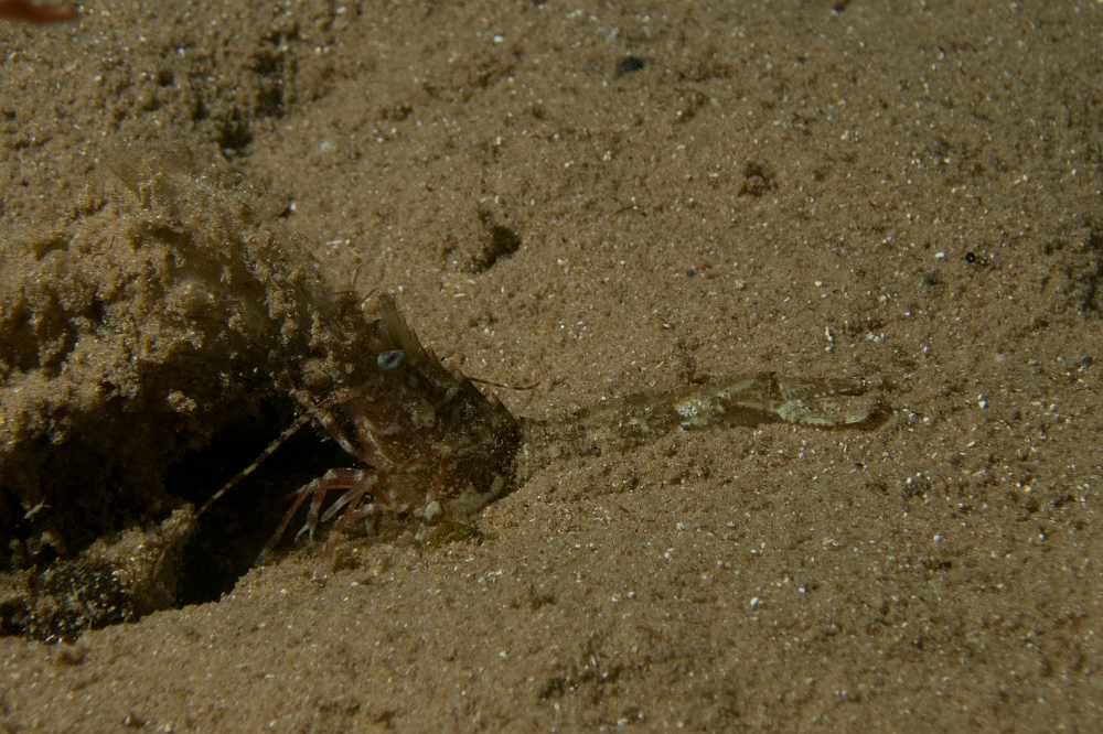 Sicyonia-carinata.jpg - Sicyonia carinata. Le boucot de Méditerranée est la seule crevette de ce genre (Sicyonia) vivant sur nos côtes (Méditerranée et Atlantique). Elle fréquente les fonds sableux, vaseux ou de graviers. Elle peut s'enfouir en quelques secondes et sort généralement la nuit pour chasser. Son rostre est très court et elle peut mesurer jusqu'à 7 ou 8 cm de longueur.