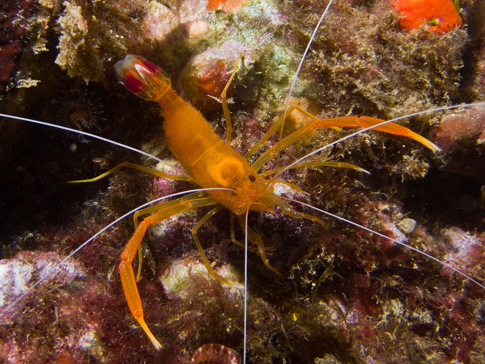 Stenopus-spinosus.jpg -  Stenopus spinosus. La crevette cavernicole possede des antennes plus longues que son corps, et de longues pinces. On la rencontre surtout dans le coralligène, et est active plutôt la nuit.