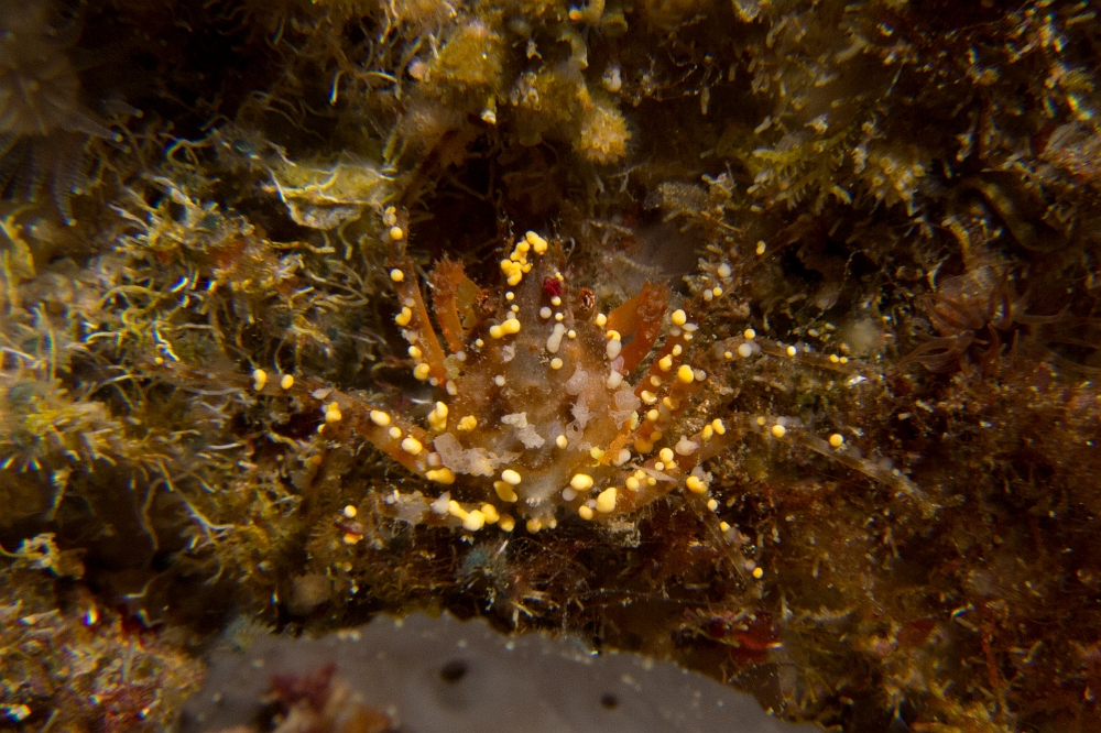 araignee-de-mer-ridee.jpg - Herbstia condyliata. L'araignée de mer ridée est une espèce de crabe qui vit dans les endroits sombres comme les grottes et le coralligène. Elle sort plus facilement la nuit à la recherche de nourriture. Une multitude d'organismes peuvent vivre sur sa carapace (épibiontes). Les juvéniles, comme ici, sont souvent recouvert de polypes ou de petits morceaux d'éponges.