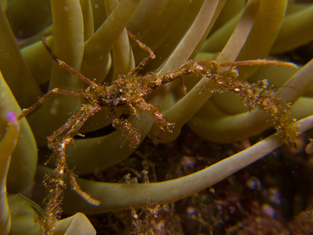 inachus-phalangium.jpg - Inachus phalangium. Le crabe des anémones est un petit crabe aux pattes très fines que l'on trouve associé, très fréquemment à l'anémone Anemonia viridis. Ses pattes sont recouvertes d'algues et d'éponges, ce qui lui confère un excellent camouflage en plus d'être protégé par les tentacules de l'anémone.