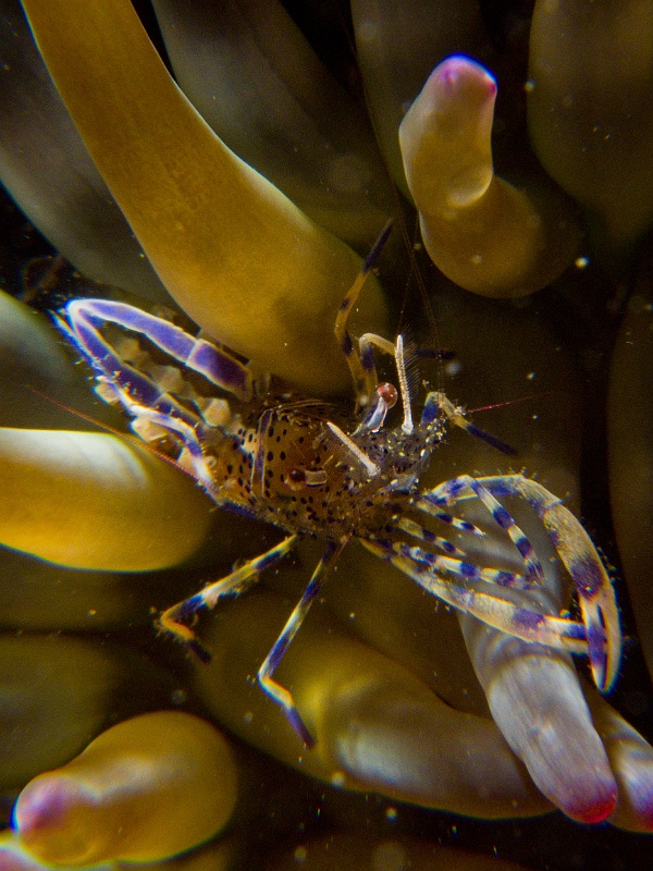 Crevette-periclimenes.jpg -  Periclimenes aegylios. La crevette transparente est une espèce assez rare que l'on peut rencontrer en particuliers dans une anémone de l'espèce Cribrinopsis crassa. Elle est immunisée contre le venin de celle-ci. Elle vit en association avec l'anémone et se nourrit certainement de ses rejets. C'est une espèce endémique à la Méditerranée.