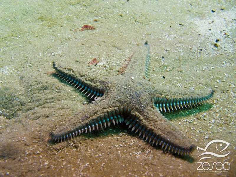 Astropecten-platyacanthus.jpg - Astropecten platyacanthus. L' étoile peigne à piquants plats est une espèce endémique en Méditerranée. Elle a un mode de vie nocturne, elle sort alors du sable pour trouver sa nourriture (bivalves, vers, petite faune du sable...). On la reconnait grâce aux micro-piquants qui sont situés à la base des piquants de la rangée haute.