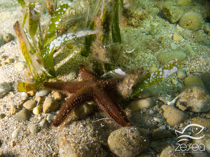 Astropecten-spinulosus.jpg - Astropecten spinulosus. La petite étoile peigne est comme son nom l'indique, la plus petite des espèces d'étoiles-peigne. Elle aussi est une espèce endémique de la Méditerranée. Elle est beaucoup plus foncée que les autres espèces, et se déplace rapidement sur le sable lorsqu'elle recherche des petites proies.