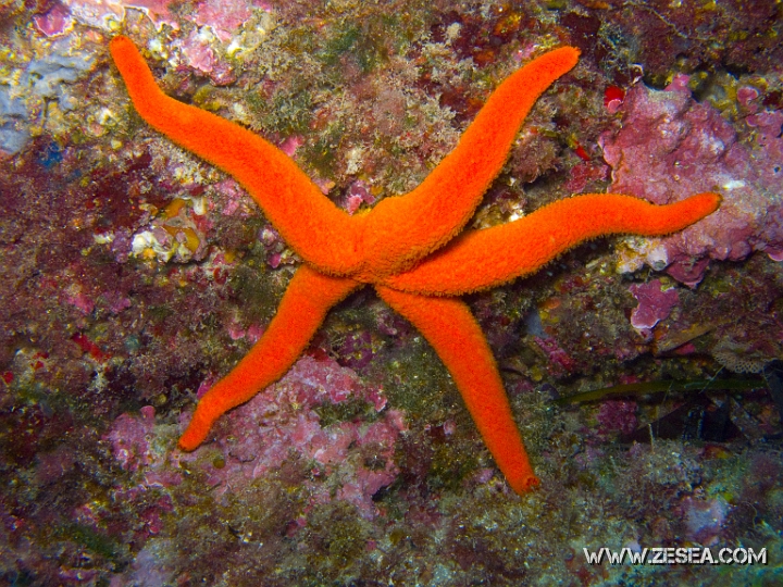 CRW_0275.jpg - Echinaster sepositus. C'est l'étoile de mer rouge de Méditerranée, elle est très commune. On la trouve en général sur les rochers où elle se nourrit de détritus organiques. Cependant, on peut la voir aussi dans les herbiers de posidonie.