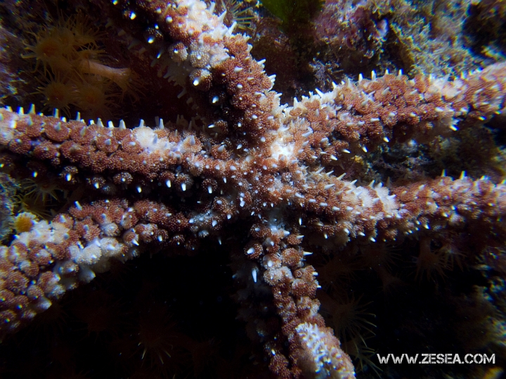 CRW_5885.jpg - Coscinasterias tenuispina.L'étoile de mer épineuse est un espèce de petite taille que l'on trouve souvent sous les rochers près du bord, mais vit jusqu'à 50m de profondeur. C'est une espèce tropicale, qui viendrait de la Thétys. On la trouve en Méditerranée mais aussi en Atlantique, comme au Brésil. Elle a un fort pouvoir de régénération, un bras coupé pouvant redonner un nouvel individu.