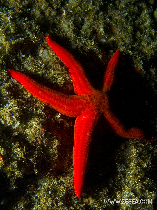 CRW_9189-2.jpg - Hacelia attenuata . L'étoile de mer lisse est bien moins fréquente que l'étoile rouge. Elle est sciaphile, c'est pourquoi vous ne la rencontrerez que sous les surplombs ou bien dans les grottes.