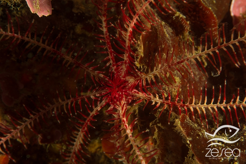 Comatule-mediterranee.jpg - Antedon mediterranea. La comatule de Méditerranée est une cousine proche des étoiles de mer, une crinoïde, qui même si elle vit accrochée sur le substrat ou bien une gorgone comme on le voit souvent, peut également se déplacer en nageant en pleine eau !