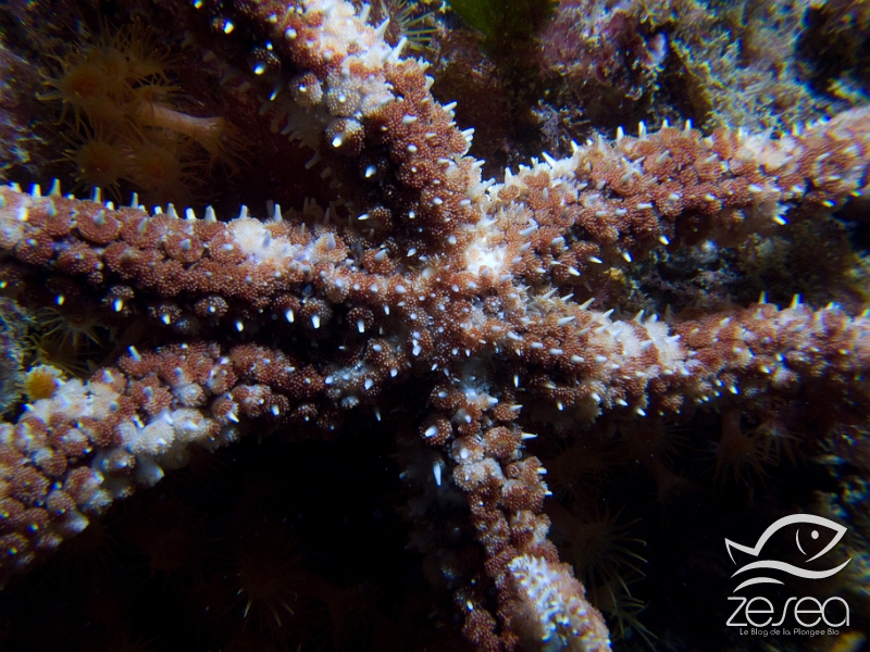 Coscinasterias-tenuispina.jpg - Coscinasterias tenuispina. L'étoile de mer épineuse est une étoile assez étrange car elle n'a pas toujours le même nombre de bras. Elle peut en avoir 6,7,8,9 ou 10 et souvent de tailles différentes ! Elle est assez petite et ne dépasse en général pas une dizaine de centimètres. On la retrouve dès les premiers mètres, même dans quelques centimètres d'eau sous des pierres, en Méditerranée, même si elle est originaire des mers tropicales. Bien que se reproduisant de manière sexuée, elle peut se régénérer à partir d'un morceau de bras et donner une nouvelle étoile !