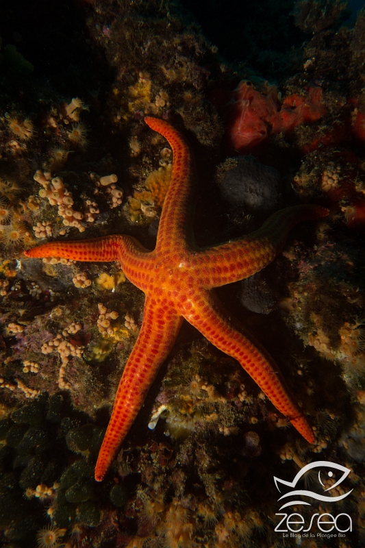 Etoile-de-mer-lisse.jpg - Hacelia attenuata. L'étoile de mer lisse est bien moins fréquente que l'étoile rouge. Elle est sciaphile, c'est pourquoi vous ne la rencontrerez que sous les surplombs ou bien dans les grottes.