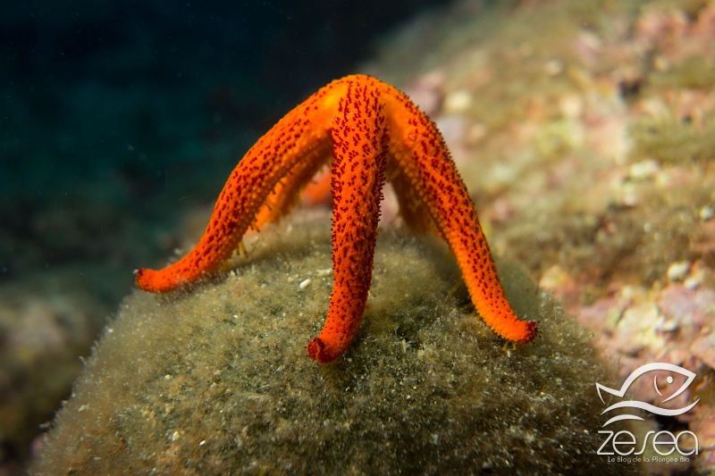 Etoile-de-mer-rouge.jpg - Echinaster sepositus. Ici, un soir de pleine lune en phase de reproduction. Elles se redressent de cette manière afin de permettre aux gamètes de pouvoir se disperser plus facilement dans l'eau, et ainsi faciliter la reproduction.