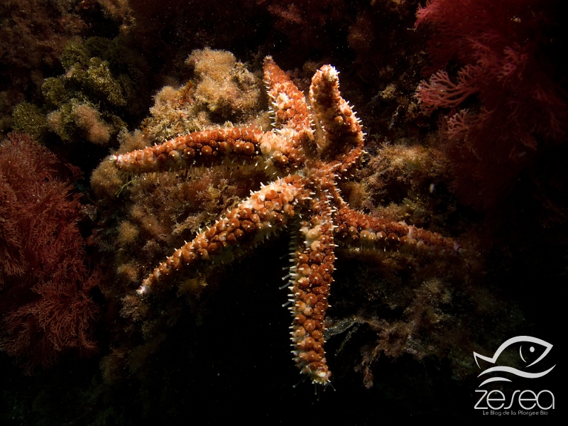 Etoile-epineuse.jpg - Coscinasterias tenuispina. L'étoile de mer épineuse est une étoile assez étrange car elle n'a pas toujours le même nombre de bras. Elle peut en avoir 6,7,8,9 ou 10 et souvent de tailles différentes ! Elle est assez petite et ne dépasse en général pas une dizaine de centimètres. On la retrouve dès les premiers mètres, même dans quelques centimètres d'eau sous des pierres, en Méditerranée, même si elle est originaire des mers tropicales. Bien que se reproduisant de manière sexuée, elle peut se régénérer à partir d'un morceau de bras et donner une nouvelle étoile !