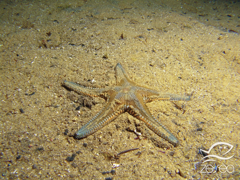 Etoile-peigne-piquants-plats.jpg - Astropecten platyacanthus. L' étoile peigne à piquants plats est une espèce endémique en Méditerranée. Elle a un mode de vie nocturne, elle sort alors du sable pour trouver sa nourriture (bivalves, vers, petite faune du sable...)