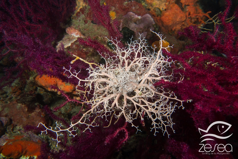 Gorgonocephale.jpg - Astrospartus mediterraneus. Le gorgonocéphale est une ophiure dont les bras très longs sont extrèmement ramifiés. On peut les observer assez souvent au-delà de 30m accroché aux gorgones, où la nuit ils déploient leurs longs bras afin de capter le plancton pour se nourrir. 