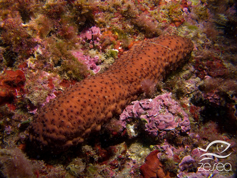 Holothuria-sanctori.jpg - Holothuria sanctori. Le "concombre variable" est une espèce vivant en Méditerranée et Atlantique, qui privilégie les eaux plutôt chaudes. On dit qu'elle est thermophile. Cette holothurie est considérée comme étant un bon indicateur du réchauffement climatique. Ici, un spécimen photographié à Sausset-les-Pins, à l'ouest de Marseille où elle est décrite comme absente. On la trouve généralement sur des fonds rocheux où s'accumule du sédiment qu'elle filtre.