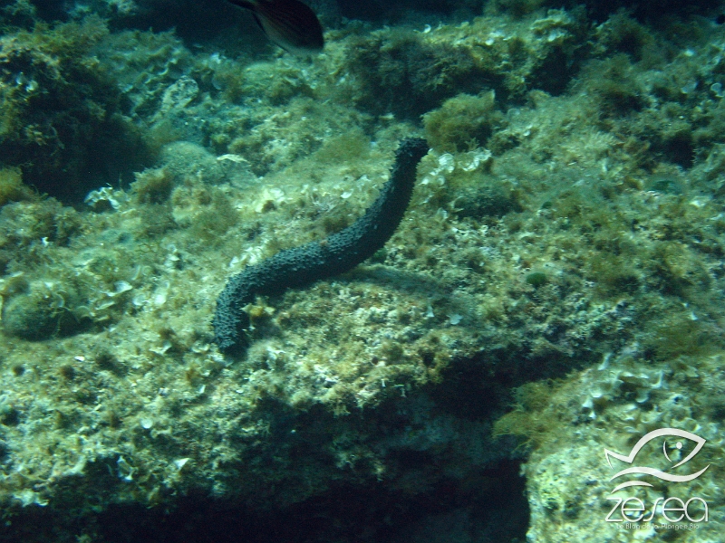 Holothuria-tubulosa.jpg - Holothuria tubulosa. Malgré ses apparences, le "comcombre de mer" ou holothurie, est apparenté aux oursins et étoiles de mer. Cet animal étrange, passe son temps à filtrer le sable pour se nourrir. En période de reproduction, ils se redressent pour emettre leurs laitances dans l'eau.