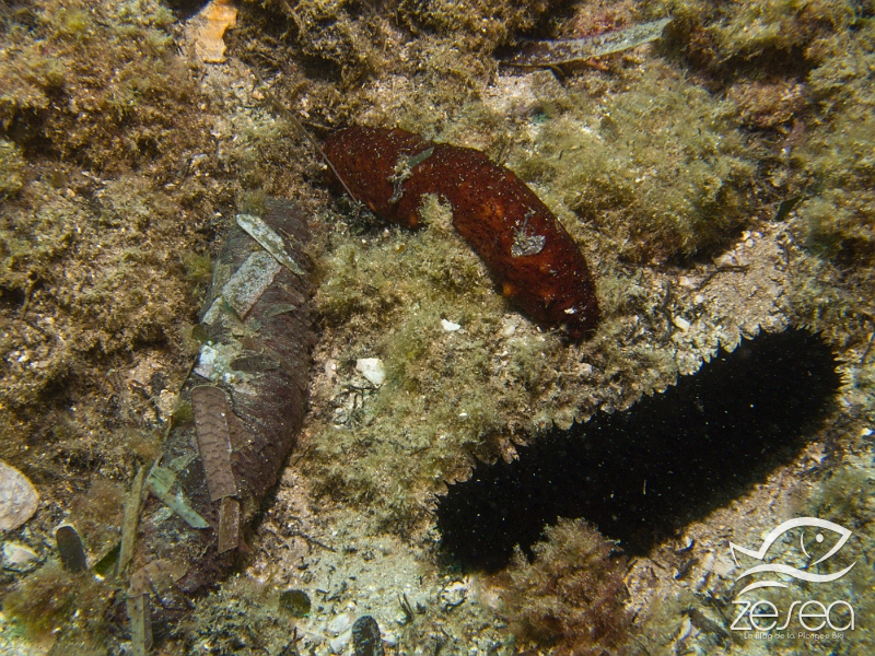 Holothuries-mediterranee.jpg - Concombres de mer. Ici les 3 espèces méditerranéennes ! (H.tubulosa, H. forskali et H. sanctori)