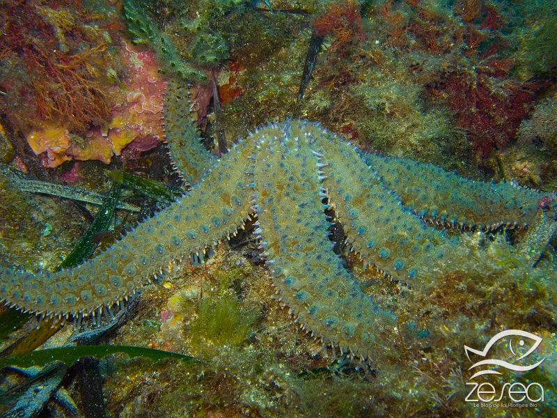 Marthasterias-glacialis.jpg - Marthasterias glacialis. L'étoile de mer glaciaire est une espèce de grande taille puisqu'elle peut facilement atteindre 30 à 40 cm. Elle vit en général dans les fonds rocheux et se nourrit principalement de mollusques et d'animaux morts. Elle peut aussi facilement se régénerer si elle pert des parties de son corps.