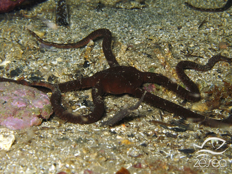 Ophioderma-longicaudum.jpg - Ophioderma longicaudum. L'Ophiure lisse est une ophiure de grande taille puisque son disque central peut atteindre 3 cm de diamètre et ses bras 12 cm. Elle ne vit qu'à l'ombre et fuit dès qu'on éclaire.