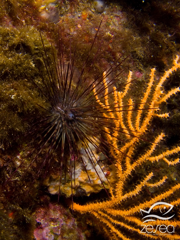 Oursin-diademe-mediterranee.jpg - Centrostephanus longispinus. C'est l'oursin diadème de méditerranée, endémique, qui vit sur les substrat rocheux à l'abri de la lumière. Il sort en général plutôt la nuit pour se nourrir. Ses piquants possedent des glandes à venins qui les rendent venimeux. C'est une espèce protégée par la CITES.