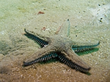 Astropecten-platyacanthus