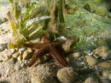 Astropecten-spinulosus