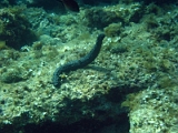 Holothuria-tubulosa