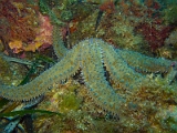 Marthasterias-glacialis