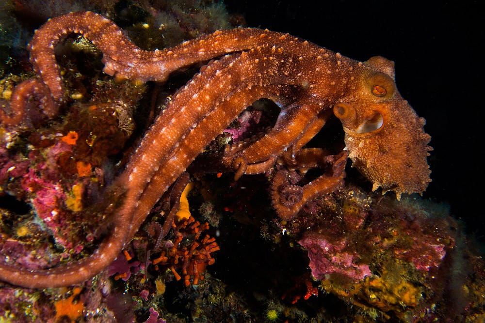 Classification/MOLLUSQUES DE MEDITERRANEE/CEPHALOPODES/poulpe