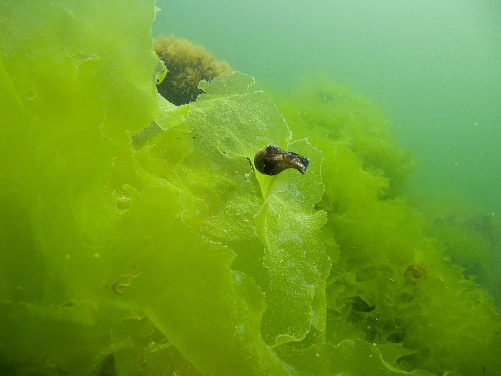 Akera-bullata.jpg - Akera bullata - Ordre des anaspidés. L'akera bulleuse ets une limace de l'ordre des Anaspidés comme les lièvres de mer. Elle possède une coquille ovale que l'on peut entrevoir. Elle s'enfouit en creusant dans la vase où elle passe la majeure partie de sa vie, ne sortant quasiment que pour se reproduire.
