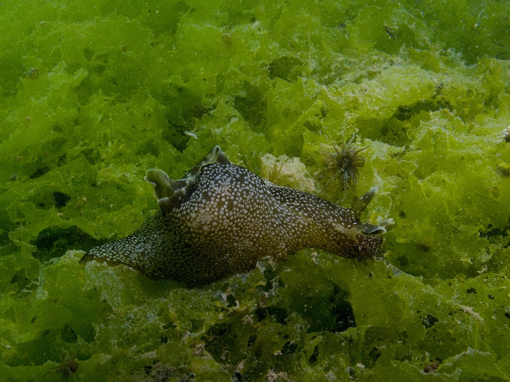 Aplysia-punctata.jpg - Aplysia punctata - Ordre des anaspidés. Le lièvre de mer tacheté, est plus petit qu' A. delipans, et le pied est plus long. Il mesure maximum une vingtaine de centimètres.