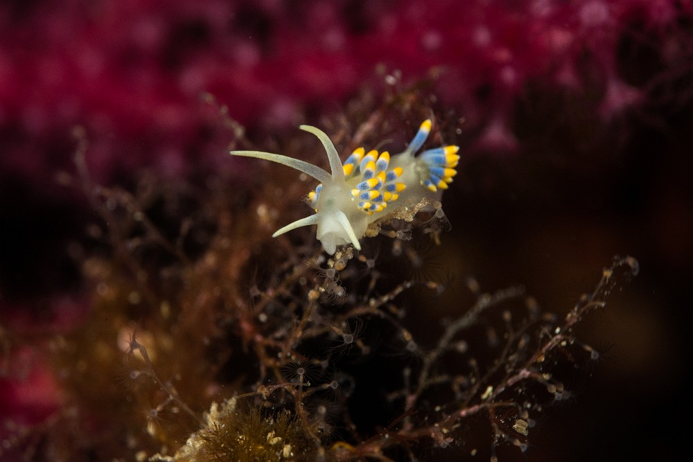 Cuthona-bleue.jpg - Cuthona caerulea. La cuthona bleue est un petit nudibranche éolidien qui ne dépasse pas 2 centimètres de longueur. Pour le trouver, il faut chercher des fonds riches en hydraires dont il se nourrit, comme on peut le voir sur cette image. C'est aussi comme cela, qu'il se défend en utilisant les cellules urticantes qu'il stocke dans ses papilles dorsales (cérates).