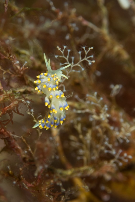 Cuthona-caerulea.jpg - Cuthona caerulea. La cuthona bleue est un petit nudibranche éolidien qui ne dépasse pas 2 centimètres de longueur. Pour le trouver, il faut chercher des fonds riches en hydraires dont il se nourrit, comme on peut le voir sur cette image. C'est aussi comme cela, qu'il se défend en utilisant les cellules urticantes qu'il stocke dans ses papilles dorsales (cérates).