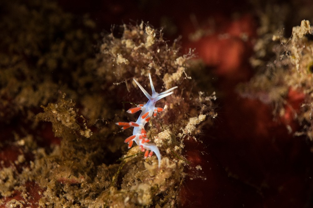 DSC05546.jpg - Calmella cavolini - Ordre des nudibranches. Calmella (ou Eolis digitée) est un tout petit nudibranche, dépassant rarement 1 cm. Il se nourrit essentiellement de polypes d'hydraires.
