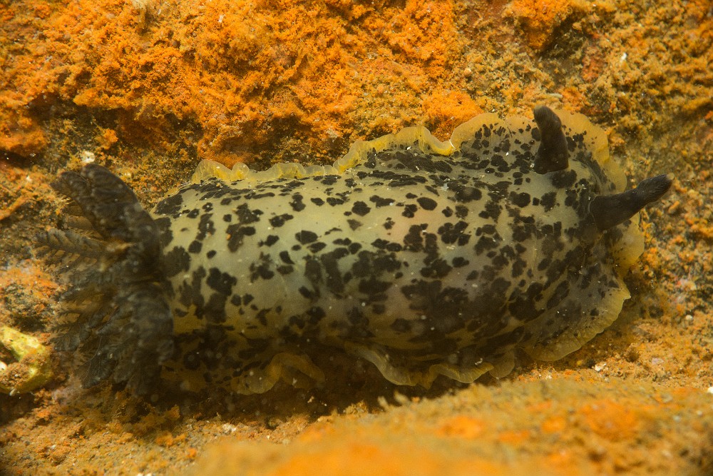 Dendrodoris-limbata.jpg - Dendrodoris limbata. La doris marbrée est un grand nudibranche atteignant parfois 10cm de long, et dont la coloration varie assez fortement (teinte jaune, orange, vert, rouge, noir...). Elle se nourrit d'éponge.