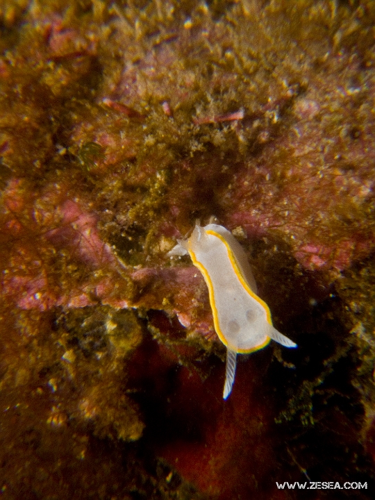 Diaphorodoris-luteocincta.jpg - Diaphorodoris luteocincta - Ordre des nudibranches. La doris cerclée est une petite limace d'environ 1cm présente dans les algues côtières jusqu'à environ 25m de profondeur.