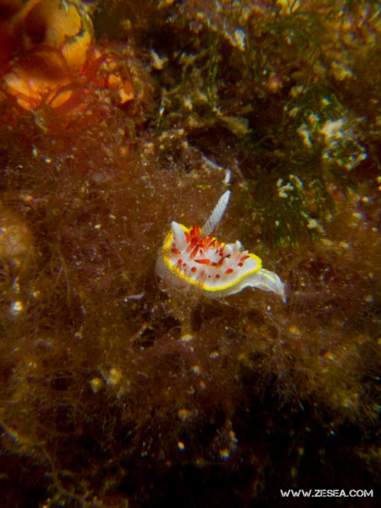 Diaphorodoris-papillata.jpg - Diaphorodoris papillata - Ordre des nudibranches. Le doridien à papilles rouges est une petite limace, pas plus grande qu'1cm. Présent jusqu'à environ 30m, il fréquente les zones rocheuses recouvertes d'algues, et de bryozoaires dont il se nourrit.