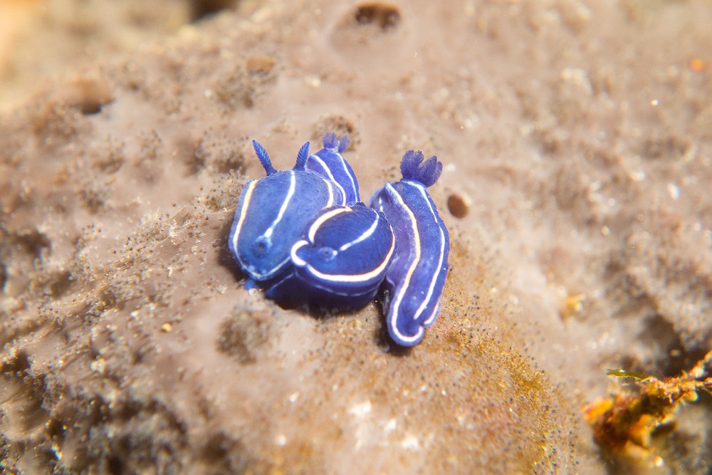 Doris-celeste-eponge.jpg - Felimare (Hypselodoris) orsinii - Ordre des Nudibranches. La doris céleste vit presque toujours sur l'éponge dont elle se nourrit, Cacospongia. On les trouve le plus souvent en groupe de plusieurs individus.