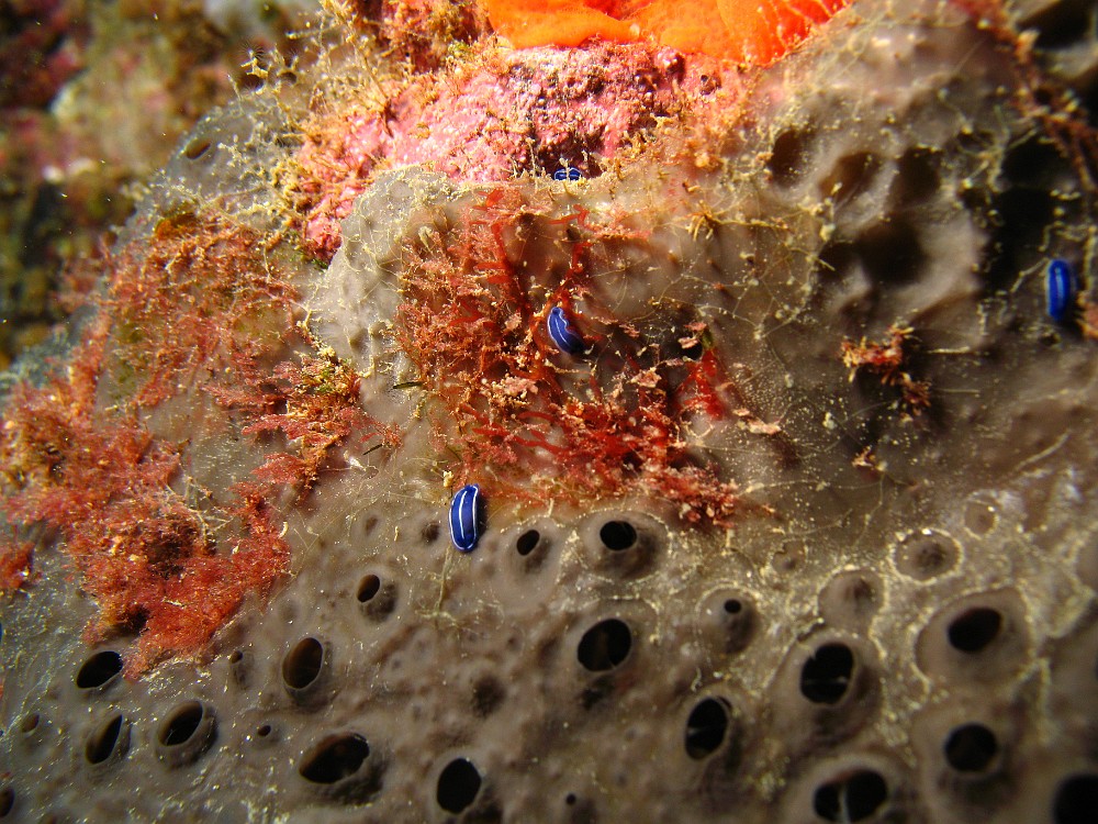 Doris-celeste.jpg - Felimare (Hypselodoris) orsinii - Ordre des Nudibranches. Le Doris celeste se rencontre souvent sur une éponge dont il se nourrit, Cacospongia scalaris. La limace y pond ses oeufs à l'intérieur, et les petits s'y développent pour ensuite sortir par les oscules. C'est une espèce endémique en Méditerranée.