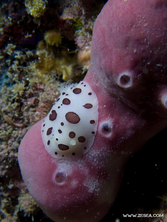 Doris-dalmatien.jpg - Peltodoris atromaculata - Ordre des nudibranches. La Doris dalmatienne est un nudibranche qui se nourrit uniquement d'une espèce d'éponge, Petrosia ficiformis, comme on peut le voir sur cette photo.