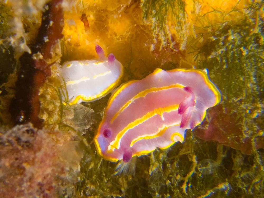 Doris-de-Krohn.jpg - Felimida (Chromodoris) krohni - Ordre des nudibranches. Le doris de Krohn se rencontre dans les fonds rocheux jusqu'à une trentaine de mètres, souvent sur les éponges dont il se nourrit.