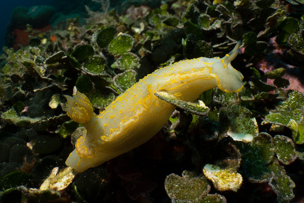 Doris-geant.jpg - Felimare (Hypselodoris) picta picta. Le doris géant est le plus grand doris de Méditerranée, où la sous-espèce est endémique. Sa taille est en moyenne de 15cm mais il peut en atteindre 20 ! La coloration de l'espèce H. picta peut varier selon les régions où on le trouve.