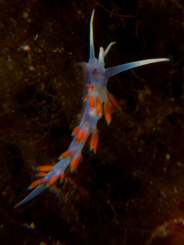 Eolis-digitee.jpg - Calmella cavolini - Ordre des nudibranches. Calmella (ou Eolis digitée) est un tout petit nudibranche, dépassant rarement 1 cm. Il se nourrit essentiellement de polypes d'hydraires.