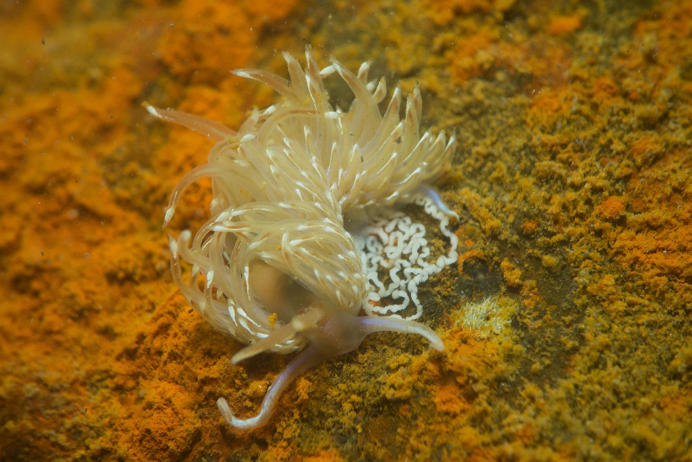 Facelina-bostoniensis.jpg - Facelina bostoniensis. La faceline de Boston est un nudibranche éolidien que l'on rencontre au nord de l'Atlantique sur les côtes américaines comme européennes, et jusqu'en Méditerranée. Elle se nourrit d'hydraires. Peut mesurer plus de 5cm. Ici entrain de pondre dans l'étang de Thau.