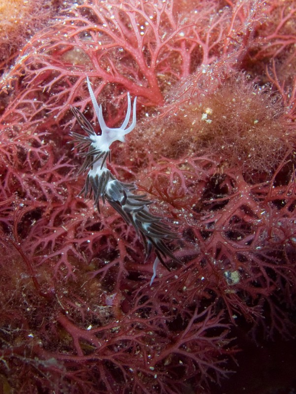 Faceline-de-la-Gabiniere.jpg - Piseinotecus gabinieri - Ordre des nudibranches. La Faceline de la Gabinière, a été découverte tardivement en 1975 par Nardo Vicente. Comme les flabellines, elle se nourrit d'hydraires du genre Eudendrium. Elle fait ensuite migrer les cellules urticantes vers ses cérates, ce qui la rend urticante.