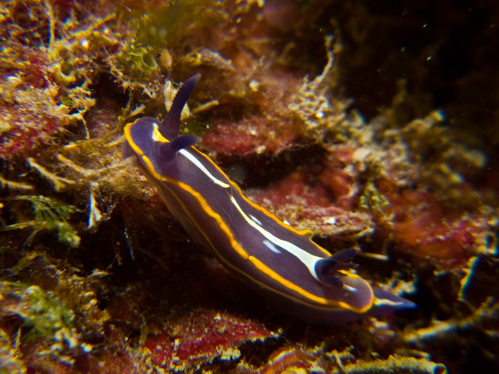 Felimare-Hypselodoris-fontandraui.jpg - Felimare (Hypselodoris) fontandraui - Ordre des nudibranches. Le doris de Fontandrau ressemble beaucoup au doris tricolor, mais il apparait légèrement plus transparent, et ses couleurs sont bleu-violacées. De plus, la ligne blanche au centre commence par un T en avant des rhinophores. Il se nourrit essentiellement d'éponges.