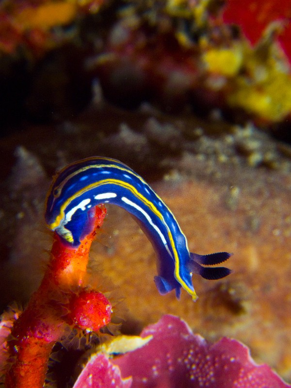 Felimare-Hypselodoris-tricolor.jpg - Felimare (Hypselodoris) tricolor - Ordre des nudibranches. Le Doris tricolore est un nudibranche dont la taille atteint environ 4cm, que l'on retrouve sur les fonds rocheux peu éclairés, à proximité d'éponges dont il se nourrit. On le rencontre dès les premiers mètres à l'abris de la lumière.