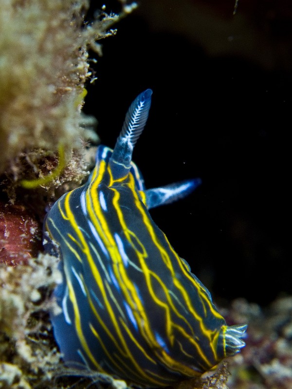 Felimare-Hypselodoris-villafranca.jpg - Felimare (Hypselodoris) villafranca - Ordre des nudibranches. Le Doris de Villefranche se rencontre jusqu'à environ 40m de profondeur, sur divers substrats, et se nourrit en particuliers d'éponges. On le trouve aussi en Atlantique.