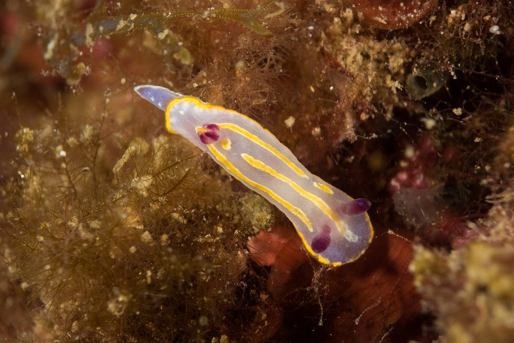 Felimida-krohni.jpg - Felimida (Chromodoris) krohni - Ordre des nudibranches. Le doris de Krohn se rencontre dans les fonds rocheux jusqu'à une trentaine de mètres, souvent sur les éponges dont il se nourrit.