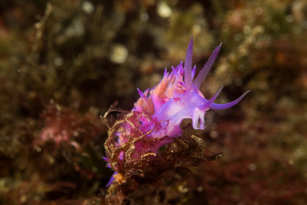 Flabellina-affinis.jpg - Flabellina affinis - Ordre des nudibranches. La Flabelline mauve peut mesurer jusqu'à 5 cm de longueur, elle se nourrit essentiellement de cnidaires (Hydraires). Elle possede une paires d'organes olfactifs que sont les rhinophores.