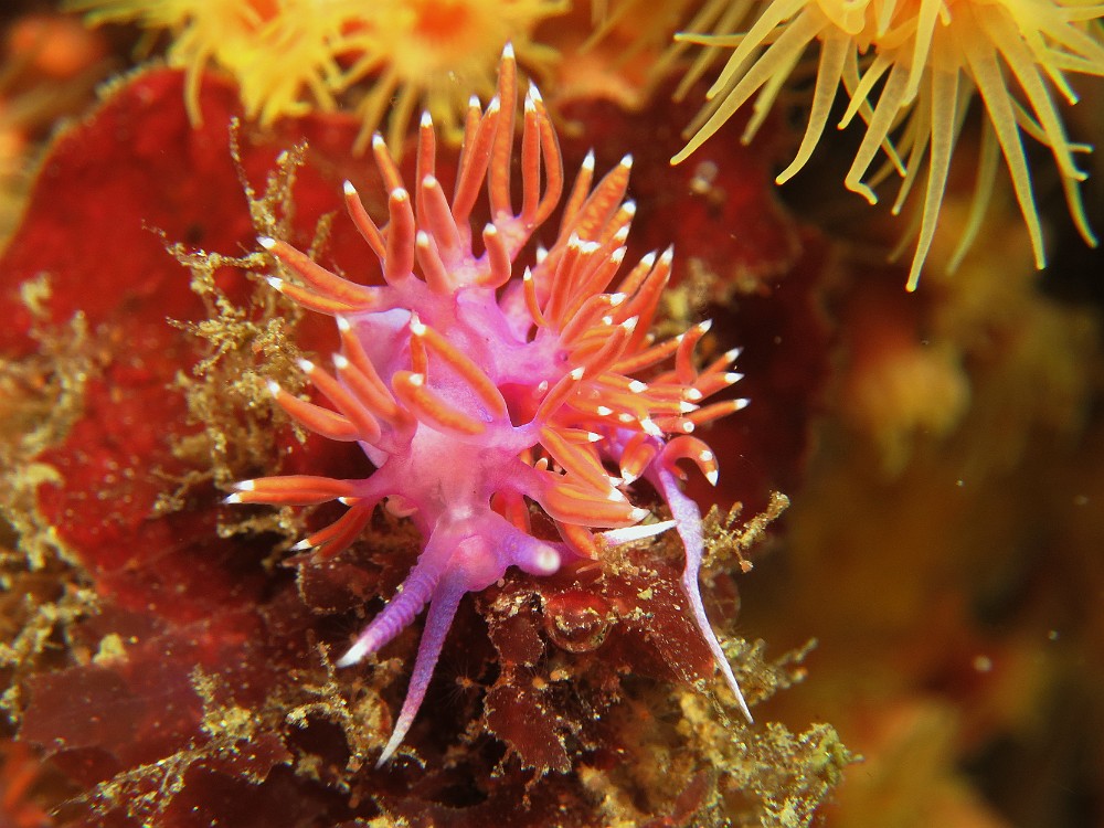 Flabellina-d-Ischia.jpg - Flabellina ischitana - Ordre des nudibranches. La Flabelline d'Ischia ressemble beaucoup à la Flabelline normale (Flabellina affinis), mais la pointe des cérates est blanche. Elle se nourrit d'hydraires dont elle stocke le venin.